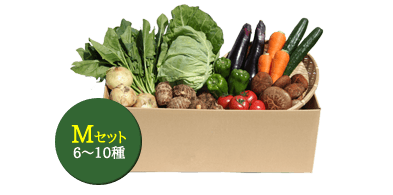【定期便/月曜出荷】Mサイズ（月1回コース）